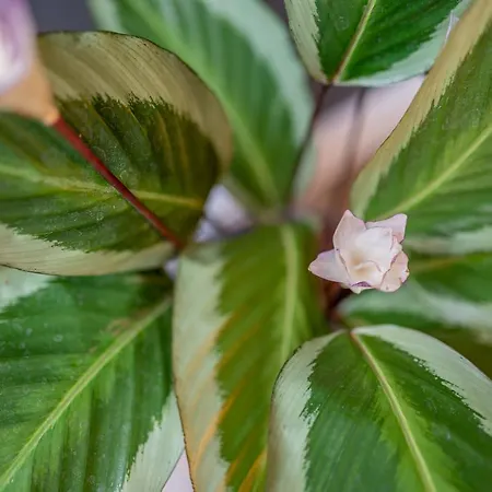 アパート Pod Zamkom